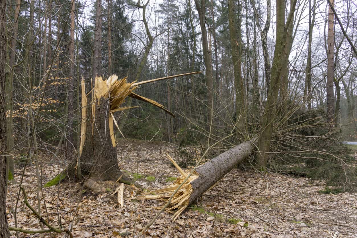 Storm Damage