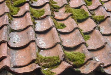 Moss present on old roof shingles.