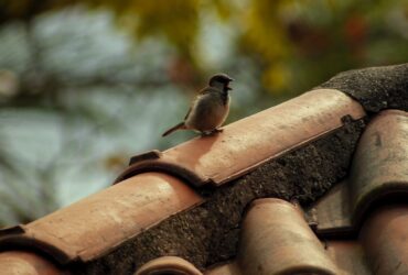 A bird that can live in the house during a roof replacement.