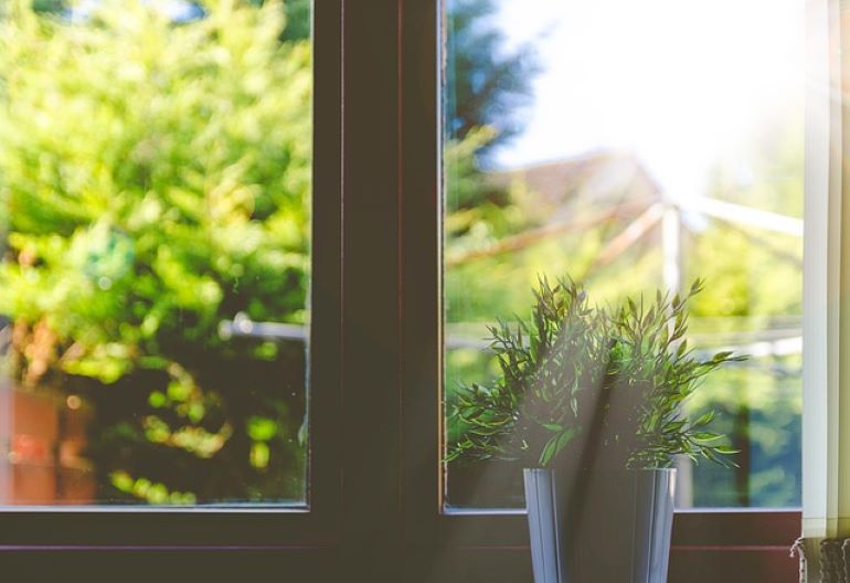 plant near window
